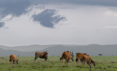 We hebben inmiddels meerdere landschapsfoto's met de nieuwe versie van "Lightroom-landschap" bewerkt en denken dat we nu een betere bewerking hebben gemaakt van de Elandantilope. Er is een betere voorgrond. De oude fotobewerking gaf een onnatuurlijk beeld.