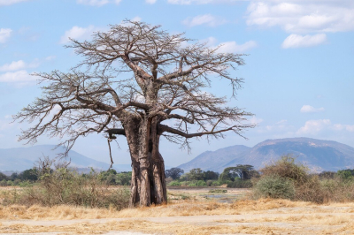 <i class='fa fa-user'></i> JeroenAsilia |  Landschap Afrika  <i class='fa fa-eye'> 4</i>   <i class='fa fa-comment-o'> 0</i>