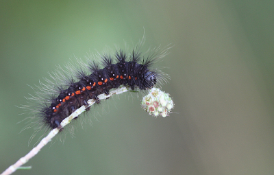 <i class='fa fa-user'></i> Paul Vandebroek |  Veenheide-uil  <i class='fa fa-eye'> 20</i>   <i class='fa fa-comment-o'> 1</i>