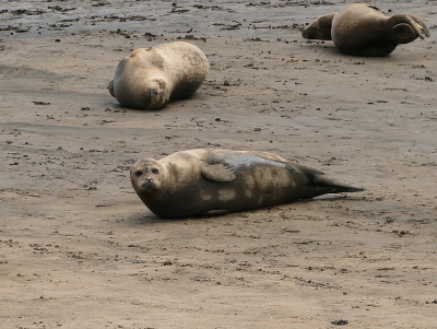 <i class='fa fa-user'></i> frbeuming |  Gewone Zeehond  <i class='fa fa-eye'> 22</i>   <i class='fa fa-comment-o'> 0</i>