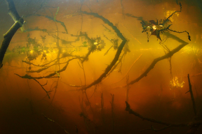 <i class='fa fa-user'></i> Eric Gibcus |  Onderwaterlandschap  <i class='fa fa-eye'> 34</i>  <i class='fa fa-thumbs-up'> 7</i>   <i class='fa fa-comment-o'> 4</i>