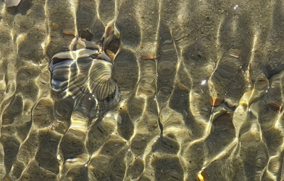 Cerastoderma edule / Kokkel / Common Cockle Cerastoderma edule / Kokkel / Common Cockle
