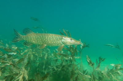 Nature picture: 1. Snoek