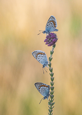 Nature picture: 1. Heideblauwtje