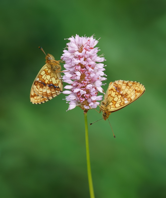 In de dalen van de Eifel kan het 's morgens aardig fris zijn, ook in juni.

Kan dus soms wat duren alvorens de vlinders opgewarmd raken. Op een gegeven moment kwam er wat beweging bij dit 2-tal en werden ze actiever.

Had hier extra gekozen voor de telelens, zodat ik voldoende afstand kon houden en toch aardig kon inzoomen. Zo hou je ook een mooie achtergrond. 

Niet veel later waren ze voldoende opgewarmd en gingen ze vliegen.

Uit de hand genomen.