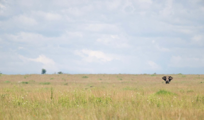 De Serengeti wordt in het regenseizoen weinig bezocht door toeristen omdat de dieren moeilijk te zien zijn in het hoge gras. De stilte, de mooie kleuren en de wolken bieden voldoende momenten om op sommige plekken lang stil te staan.