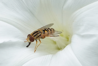 Deze vlieg gevonden vlak bij de parkeerplaats, het was helaas ook het enige wat een beetje goed voor de lens ging zitten. Net als vorige jaren zie ik helaas steeds minder vlinders en insecten in dit deel van het natuurpark. Al jaren geen Vuurvlinders en/of Zilveren maan meer tegengekomen en ik kom daar regelmatig. Jammer.