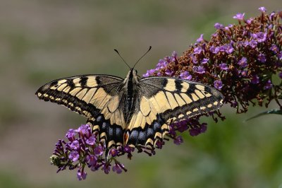 Papilio machaon / Koninginnenpage / Swallowtail Papilio machaon / Koninginnenpage / Swallowtail