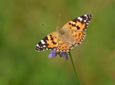 Nature picture: 1. Distelvlinder
