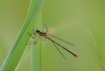 Deze juffer tussen het riet gevonden, door de harde wind eigenlijk maar twee goede foto's gemaakt. Ik heb een tijdje geen foto ingestuurd maar gisteren Obsidentify genstalleerd wat toch wel heel gemakkelijk is als je twijfelt.