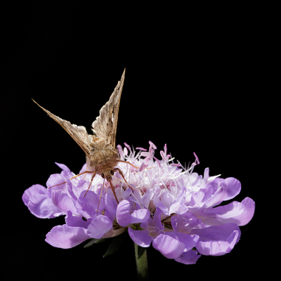 Deze vlinder zit op de scabiosa heerlijk te genieten van de nectar. De achtergrond is in de schaduw waar donkergroene plante staan. Kleurbalans iets aangepast waardoor de voorgrond iets sterker er uitspringt.