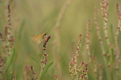 Een explosie van deze vlindertjes. De meeste zaten op dode grassprieten maar deze zat er wat kleuriger bij op de Spiesmelde.