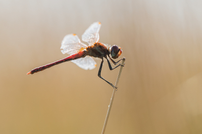 Nature picture: 1. Zwervende Heidelibel