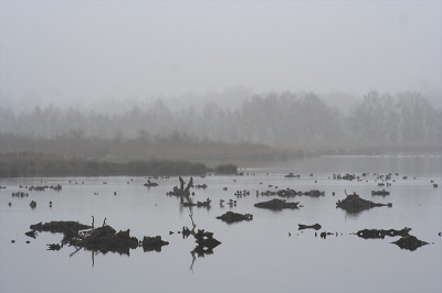 Vandaag toch nog even naar buiten geweest, tegen beter weten in m'n camera mee. Toch maar goed, wat leuke landschapjes gemaakt. Het Zwillbrocker Venn is bekend door z'n flamingo's en z'n 15.000 paar Kokmeeuwen, maar in de winter is het het domein van eendjes, zoals deze smienten. Ik vond het een mooi mistig plaatje zo.