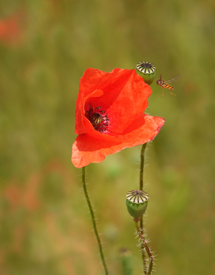 Tijdens een rondje Vaals kwam ik langs een veld met behoorlijk wat Klaprozen.

Was nog niet eens zo eenvoudig om deze vast te leggen, mede door het straffe windje dat er op dat moment was.

Hier het moment dat een Zweefvlieg (waarschijnlijk Snorzweefvlieg) al een gedeelte van het landinggestel had uitgeklapt.

Uit de hand genomen.