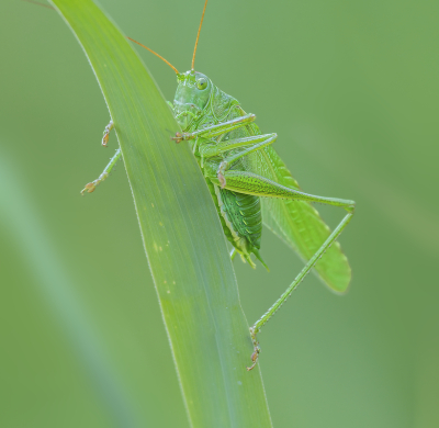 <i class='fa fa-user'></i> janvangastel |  Grote Groene Sabelsprinkhaan  <i class='fa fa-eye'> 22</i>  <i class='fa fa-thumbs-up'> 3</i>   <i class='fa fa-comment-o'> 4</i>
