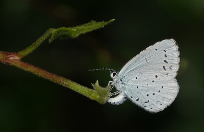 <i class='fa fa-user'></i>&nbsp;nelappelmelk&nbsp;|  Boomblauwtje&nbsp; <i class='fa fa-eye'>&nbsp;50</i> &nbsp;<i class='fa fa-thumbs-up'>&nbsp;4</i> &nbsp; <i class='fa fa-comment-o'>&nbsp;5</i>