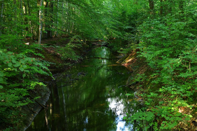 uit de hand opgenomen van een bruggetje over een van de talloze waterloopjes in het waterloopbos