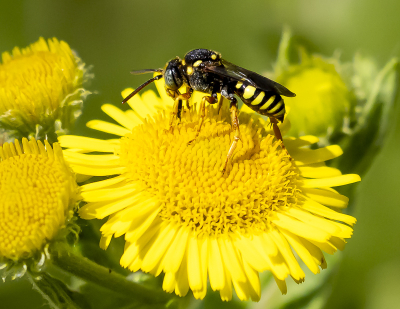 <i class='fa fa-user'></i>&nbsp;Martin Verbeeten&nbsp;|  Zwartsprietwespbij&nbsp; <i class='fa fa-eye'>&nbsp;40</i> &nbsp; <i class='fa fa-comment-o'>&nbsp;0</i>