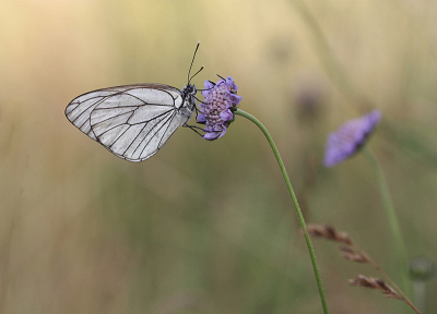<i class='fa fa-user'></i>&nbsp;Paul Vandebroek&nbsp;|  Groot Geaderd Witje&nbsp; <i class='fa fa-eye'>&nbsp;64</i> &nbsp;<i class='fa fa-thumbs-up'>&nbsp;8</i> &nbsp; <i class='fa fa-comment-o'>&nbsp;4</i>