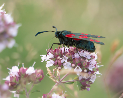<i class='fa fa-user'></i>&nbsp;Truus Aletta Maan&nbsp;|  Sint-jansvlinder&nbsp; <i class='fa fa-eye'>&nbsp;47</i> &nbsp;<i class='fa fa-thumbs-up'>&nbsp;2</i> &nbsp; <i class='fa fa-comment-o'>&nbsp;4</i>