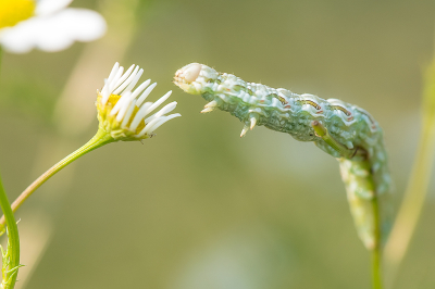 <i class='fa fa-user'></i>&nbsp;Willem Verhagen&nbsp;|  Kamillevlinder&nbsp; <i class='fa fa-eye'>&nbsp;45</i> &nbsp;<i class='fa fa-thumbs-up'>&nbsp;2</i> &nbsp; <i class='fa fa-comment-o'>&nbsp;1</i>