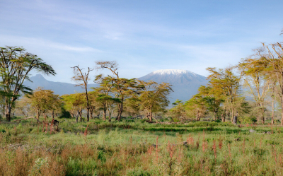Als het zicht op de Kilimanjaro goed is, is het altijd spannend of je die achtergrond kan combineren met iets moois in de voorgrond. Dit keer geen Olifant maar wel een mooie vegetatie.
