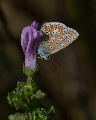 <i class='fa fa-user'></i>&nbsp;Johan van Gurp&nbsp;|  Icarusblauwtje&nbsp; <i class='fa fa-eye'>&nbsp;30</i> &nbsp; <i class='fa fa-comment-o'>&nbsp;1</i>