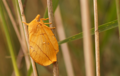 <i class='fa fa-user'></i>&nbsp;Jelle Bakker&nbsp;|  Rietvink&nbsp; <i class='fa fa-eye'>&nbsp;48</i> &nbsp; <i class='fa fa-comment-o'>&nbsp;3</i>