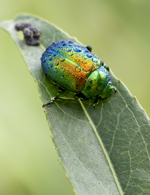 <i class='fa fa-user'></i>&nbsp;Martin Verbeeten&nbsp;|  Grote Goudhaan&nbsp; <i class='fa fa-eye'>&nbsp;66</i> &nbsp;<i class='fa fa-thumbs-up'>&nbsp;6</i> &nbsp; <i class='fa fa-comment-o'>&nbsp;5</i>