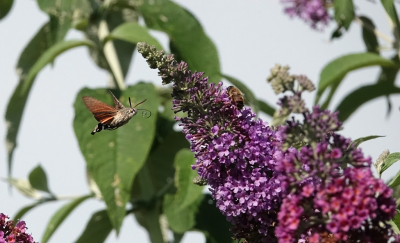 <i class='fa fa-user'></i>&nbsp;nelappelmelk&nbsp;|  Kolibrievlinder&nbsp; <i class='fa fa-eye'>&nbsp;61</i> &nbsp;<i class='fa fa-thumbs-up'>&nbsp;1</i> &nbsp; <i class='fa fa-comment-o'>&nbsp;4</i>