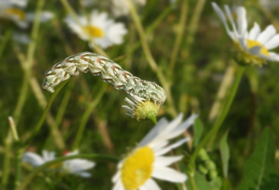 <i class='fa fa-user'></i>&nbsp;Jovanzo&nbsp;|  Kamillevlinder&nbsp; <i class='fa fa-eye'>&nbsp;63</i> &nbsp;<i class='fa fa-thumbs-up'>&nbsp;1</i> &nbsp; <i class='fa fa-comment-o'>&nbsp;4</i>