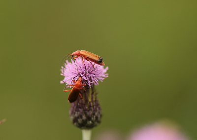 <i class='fa fa-user'></i>&nbsp;frbeuming&nbsp;|  Kleine Rode Weekschild&nbsp; <i class='fa fa-eye'>&nbsp;51</i> &nbsp; <i class='fa fa-comment-o'>&nbsp;0</i>