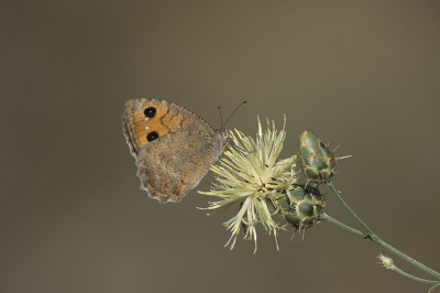 <i class='fa fa-user'></i>&nbsp;F.Koopman&nbsp;|  Roodbandheremiet&nbsp; <i class='fa fa-eye'>&nbsp;80</i> &nbsp;<i class='fa fa-thumbs-up'>&nbsp;6</i> &nbsp; <i class='fa fa-comment-o'>&nbsp;4</i>