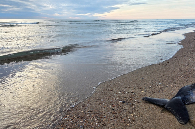 Nature picture: 4. Phocoena phocoena / Bruinvis / Harbour Porpoise