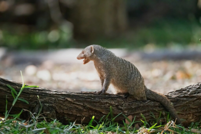Het is ondanks het erg bewegelijke onderwerp een scherpe foto geworden van deze Mongoose