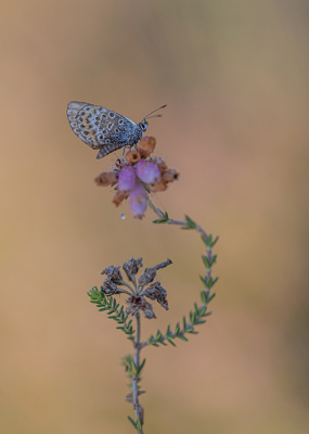 <i class='fa fa-user'></i>&nbsp;Tom&nbsp;|  Heideblauwtje&nbsp; <i class='fa fa-eye'>&nbsp;73</i> &nbsp;<i class='fa fa-thumbs-up'>&nbsp;5</i> &nbsp; <i class='fa fa-comment-o'>&nbsp;4</i>