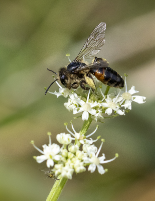 <i class='fa fa-user'></i>&nbsp;Martin Verbeeten&nbsp;|  Roodrandzandbij&nbsp; <i class='fa fa-eye'>&nbsp;49</i> &nbsp; <i class='fa fa-comment-o'>&nbsp;0</i>