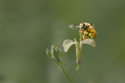 <i class='fa fa-user'></i>&nbsp;janvangastel&nbsp;|  Honingbij&nbsp; <i class='fa fa-eye'>&nbsp;54</i> &nbsp;<i class='fa fa-thumbs-up'>&nbsp;2</i> &nbsp; <i class='fa fa-comment-o'>&nbsp;2</i>