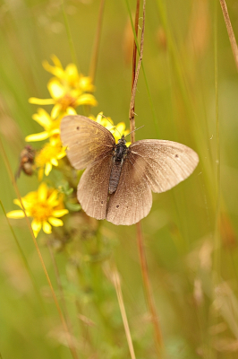 <i class='fa fa-user'></i>&nbsp;frbeuming&nbsp;|  Koevinkje&nbsp; <i class='fa fa-eye'>&nbsp;47</i> &nbsp;<i class='fa fa-thumbs-up'>&nbsp;1</i> &nbsp; <i class='fa fa-comment-o'>&nbsp;1</i>