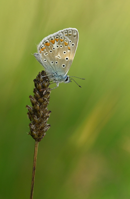 <i class='fa fa-user'></i>&nbsp;Eric Gibcus&nbsp;|  Icarusblauwtje&nbsp; <i class='fa fa-eye'>&nbsp;63</i> &nbsp;<i class='fa fa-thumbs-up'>&nbsp;4</i> &nbsp; <i class='fa fa-comment-o'>&nbsp;3</i>