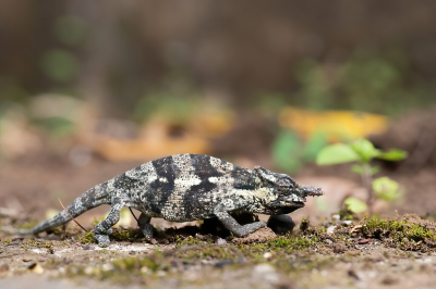 Twee maanden geleden voor het eerst een kameleon in mijn tuin gezien. Nu twee nieuwe soorten ontdekt. De kans is groot dat ze er al veel langer gezeten hebben. 
Deze kameleon lijkt 1 hoorn te hebben maar op een schuine opname is er een 2e hoorn "horizontaal" op de kop en een aanzet voor een 3e hoorn tussen de 2 andere hoorns. Opvallend was dat deze Kameleon de bek vol modder had.