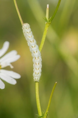 <i class='fa fa-user'></i>&nbsp;Willem Verhagen&nbsp;|  Kamillevlinder&nbsp; <i class='fa fa-eye'>&nbsp;48</i> &nbsp;<i class='fa fa-thumbs-up'>&nbsp;1</i> &nbsp; <i class='fa fa-comment-o'>&nbsp;5</i>
