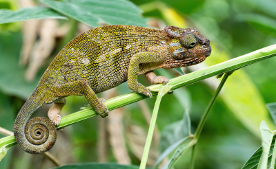 Het zoeken naar kameleons in mijn tuin gaat steeds beter. Fotograferen is wel lastig of er zijn storende takken of een deel van het dier is onscherp. Door scherpte diepte effect is bij een schuine opname de kop scherp en de staart niet. Graag tips
