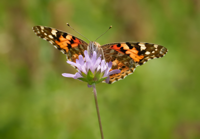 <i class='fa fa-user'></i>&nbsp;Jurgen Maassen&nbsp;|  Distelvlinder&nbsp; <i class='fa fa-eye'>&nbsp;54</i> &nbsp;<i class='fa fa-thumbs-up'>&nbsp;2</i> &nbsp; <i class='fa fa-comment-o'>&nbsp;2</i>