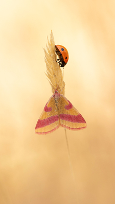 Nature picture: 5. Lythria cruentaria / Zuringspanner / Purple-barred Yellow