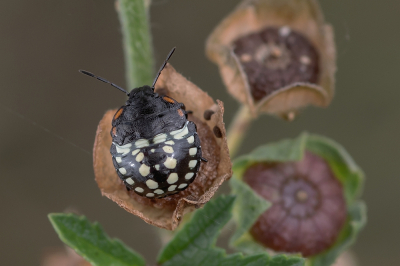 <i class='fa fa-user'></i>&nbsp;Johan van Gurp&nbsp;|  Zuidelijke Groene Schildwants&nbsp; <i class='fa fa-eye'>&nbsp;61</i> &nbsp;<i class='fa fa-thumbs-up'>&nbsp;1</i> &nbsp; <i class='fa fa-comment-o'>&nbsp;5</i>