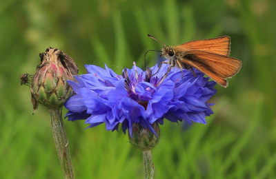 <i class='fa fa-user'></i>&nbsp;Tineke Strijbosch&nbsp;|  Zwartsprietdikkopje&nbsp; <i class='fa fa-eye'>&nbsp;44</i> &nbsp;<i class='fa fa-thumbs-up'>&nbsp;3</i> &nbsp; <i class='fa fa-comment-o'>&nbsp;4</i>