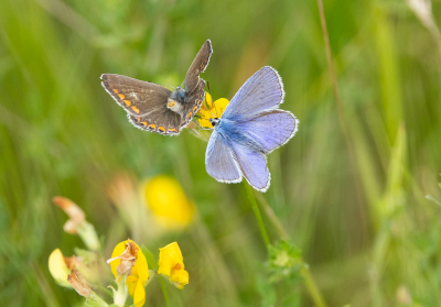 <i class='fa fa-user'></i>&nbsp;David&nbsp;|  Icarusblauwtje&nbsp; <i class='fa fa-eye'>&nbsp;61</i> &nbsp;<i class='fa fa-thumbs-up'>&nbsp;1</i> &nbsp; <i class='fa fa-comment-o'>&nbsp;5</i>