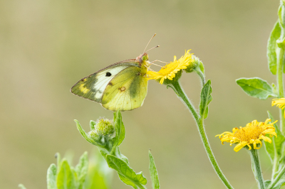 <i class='fa fa-user'></i>&nbsp;David&nbsp;|  Gele Luzernevlinder&nbsp; <i class='fa fa-eye'>&nbsp;78</i> &nbsp;<i class='fa fa-thumbs-up'>&nbsp;6</i> &nbsp; <i class='fa fa-comment-o'>&nbsp;5</i>